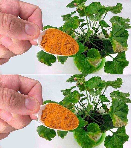 The Ultimate Homemade Plant Booster: Watch Your Greens Thrive Instantly