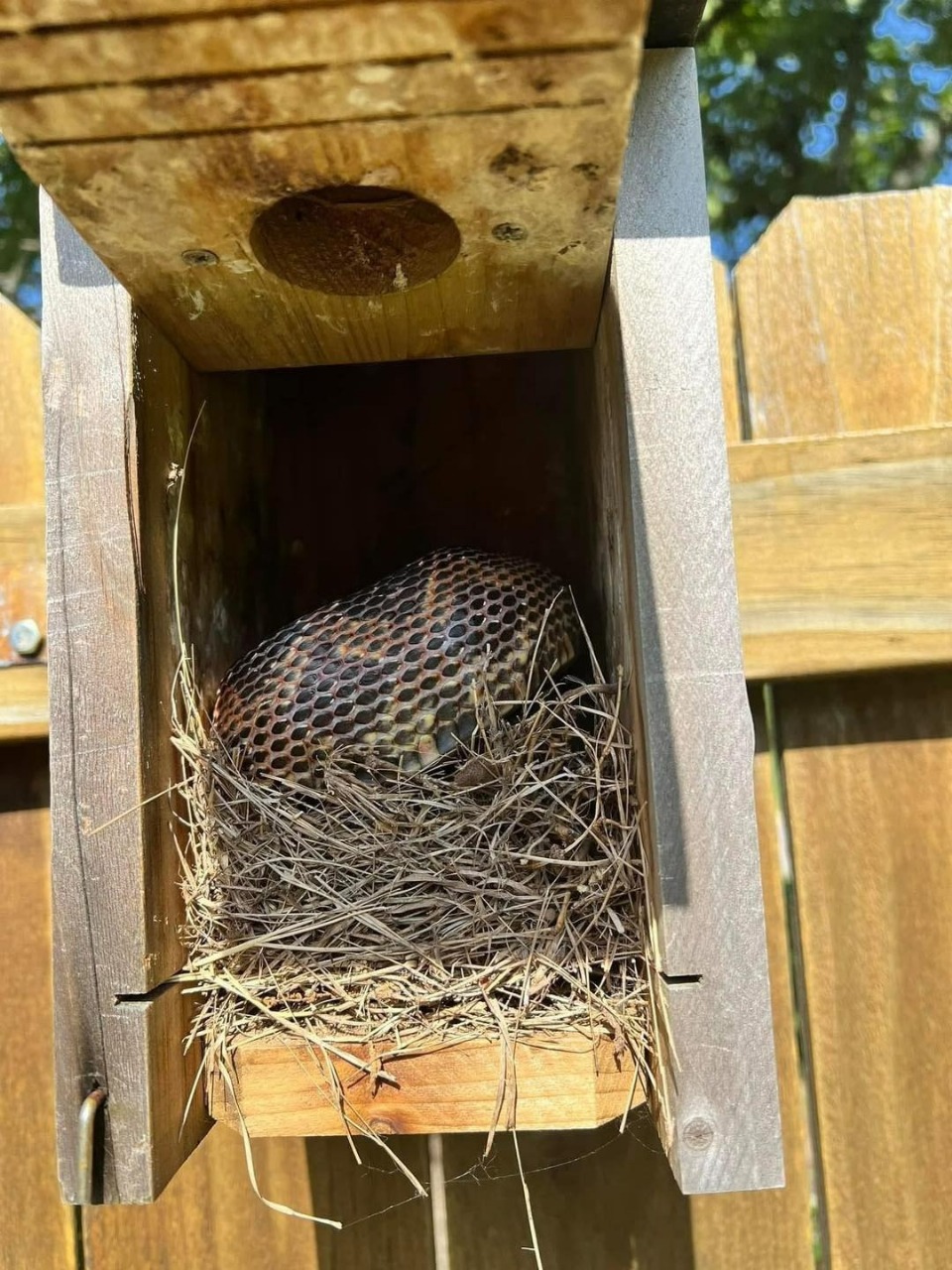 8 Easy & Natural Ways to Keep Snakes Away From Your Yard