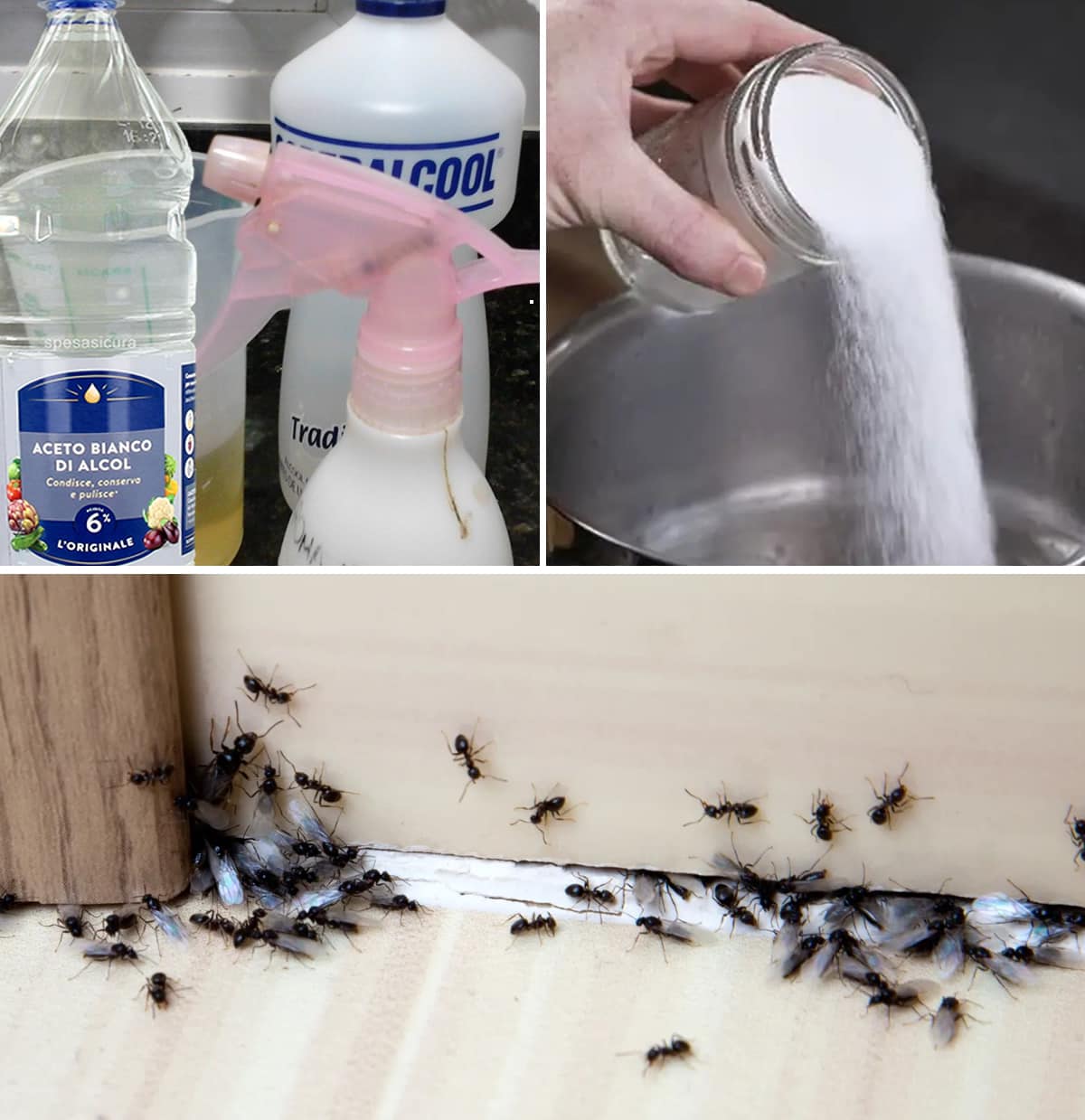 How to Get Rid of Fleas, Ants, and Cockroaches in Your Home