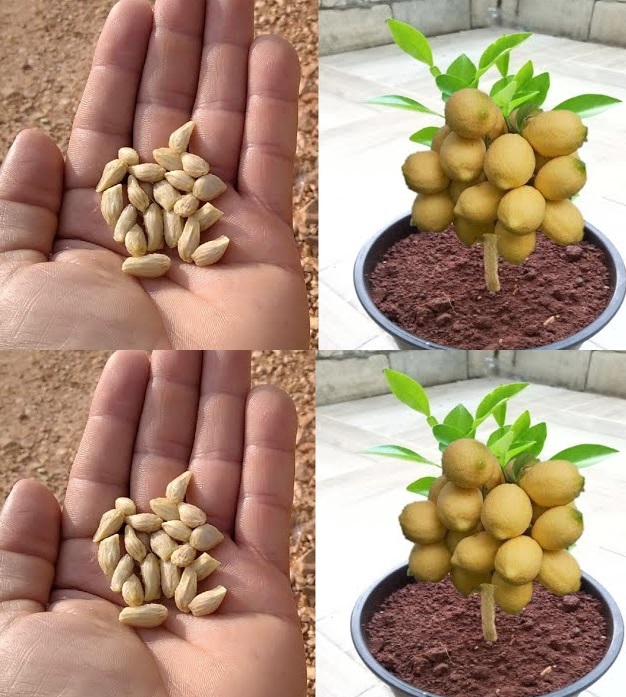 Learn how to grow a lemon tree from a single seed!