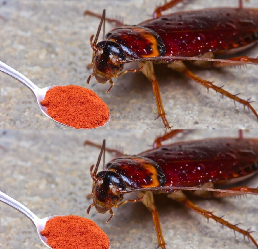 Title: Organic Solutions for a Home Free of Pests: Natural and Safe Ways to Keep Your Space Pest-Free