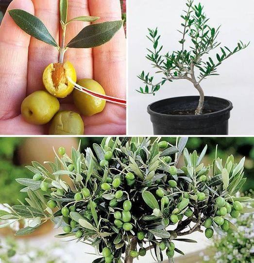 How to grow a small potted olive tree at home and make it produce fruit