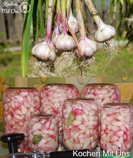 Pickled garlic without canning that can be used all year round and is like fresh