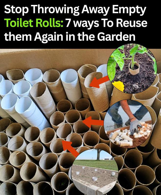 Stop Throwing Away Empty Toilet Rolls