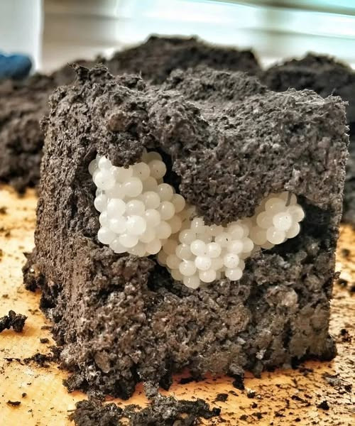 I found something strange in the yard – white, round balls: I was horrified when I realized what it was.