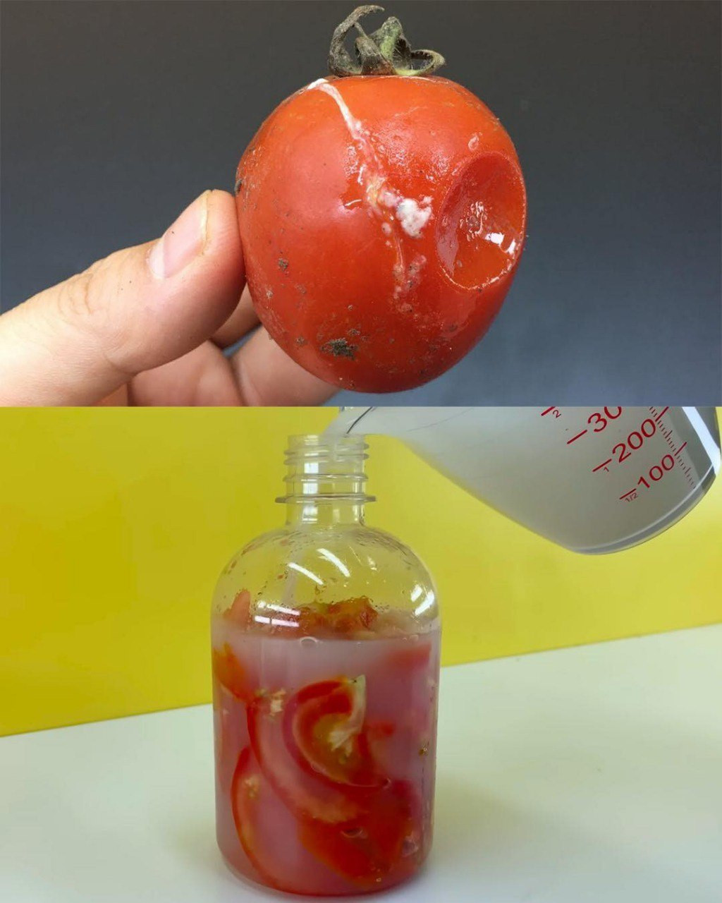 Don’t Throw Away Rotten Tomatoes: 3 Surprising Ways to Turn Them Into Treasure