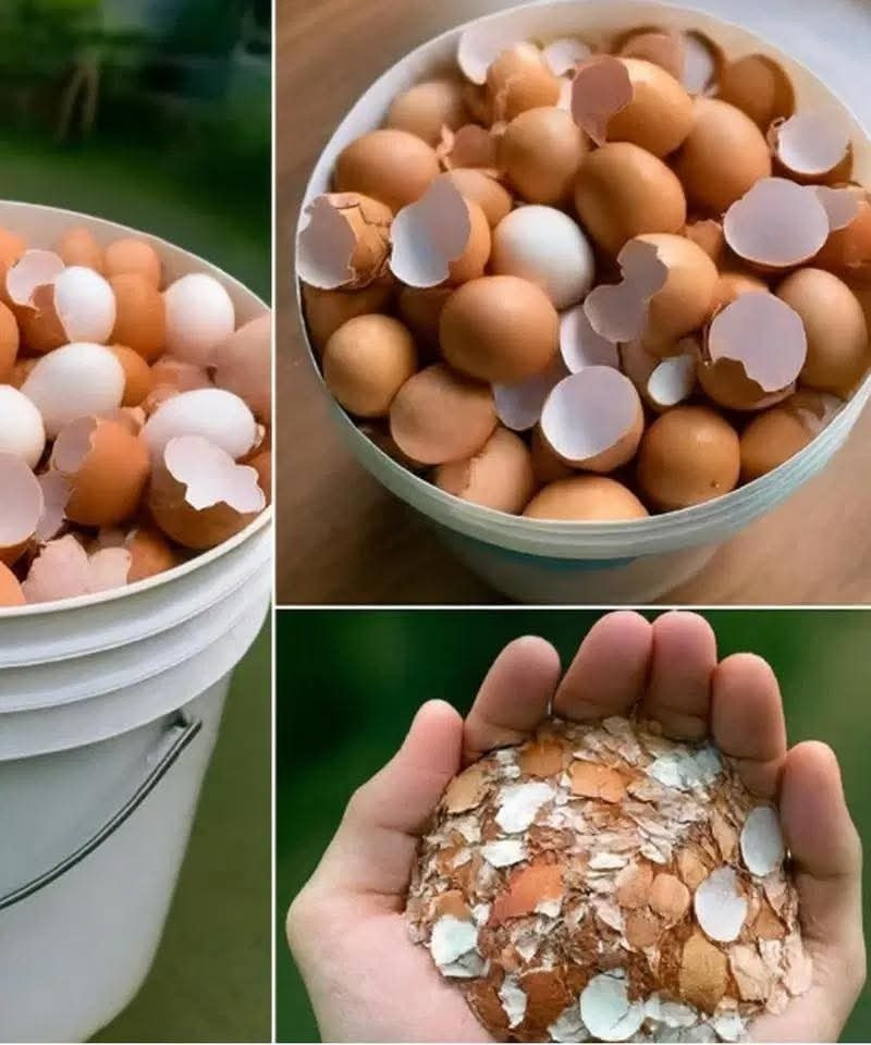 13 reasons you shouldn’t be throwing your eggshells away