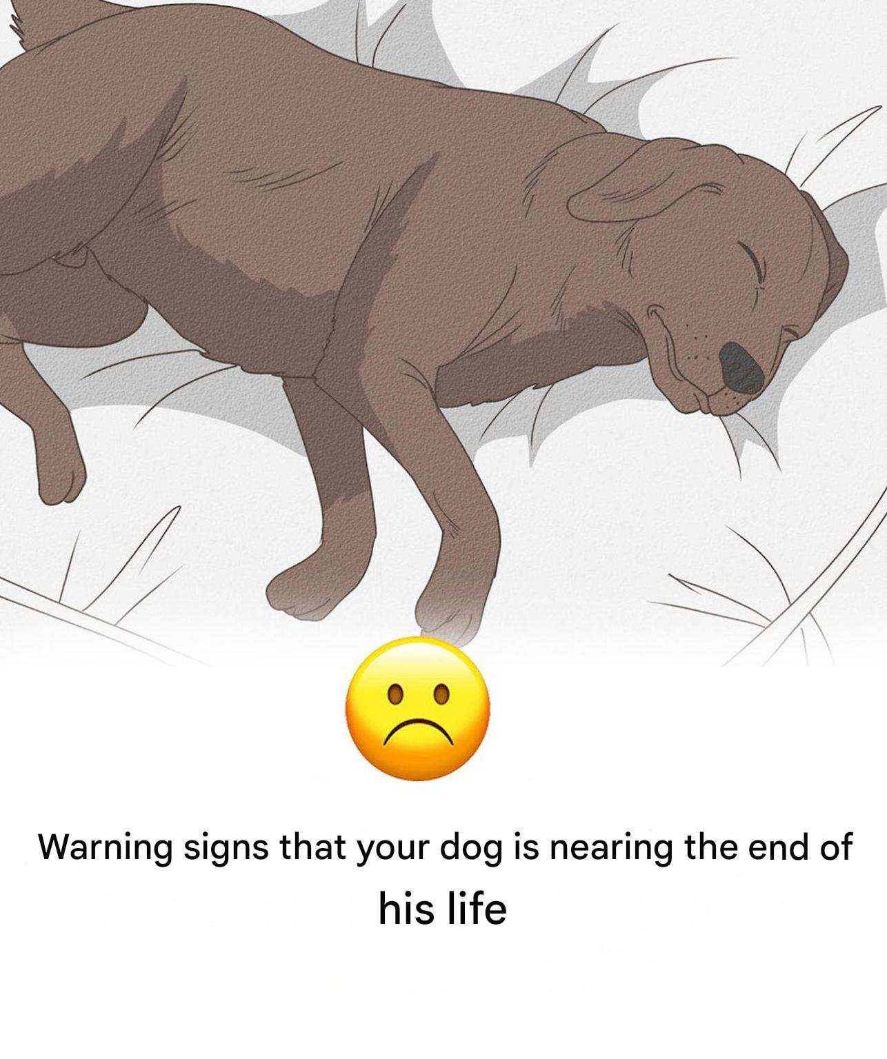 11 Signs Your Dog Is Dying