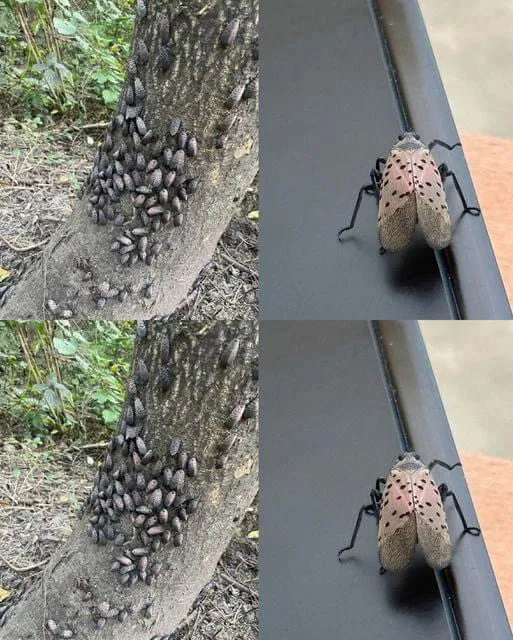 A Threat to Our Plants and Environment