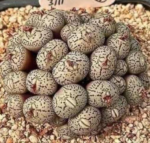 A daughter discovers strange eggs under her bed, prompting her family to flee the house. Everyone is terrified… Details in the first comment!