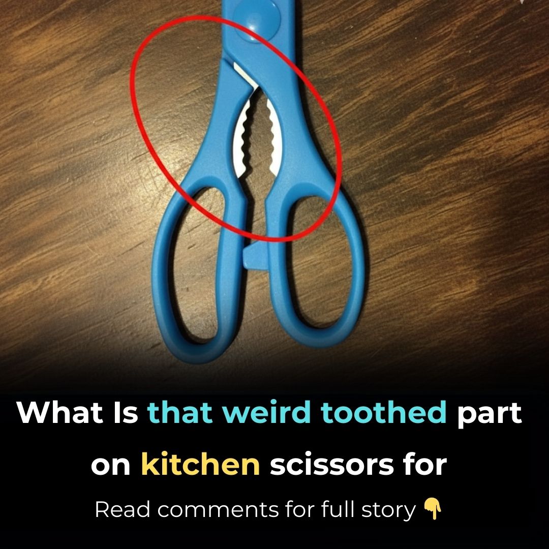 Weird Toothed Part on Kitchen Scissors
