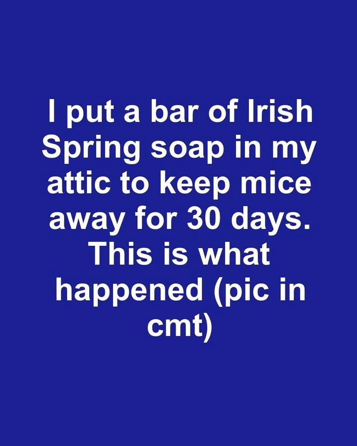 I put a bar of Irish Spring soap in my attic to keep mice away for 30 days. This is what happened