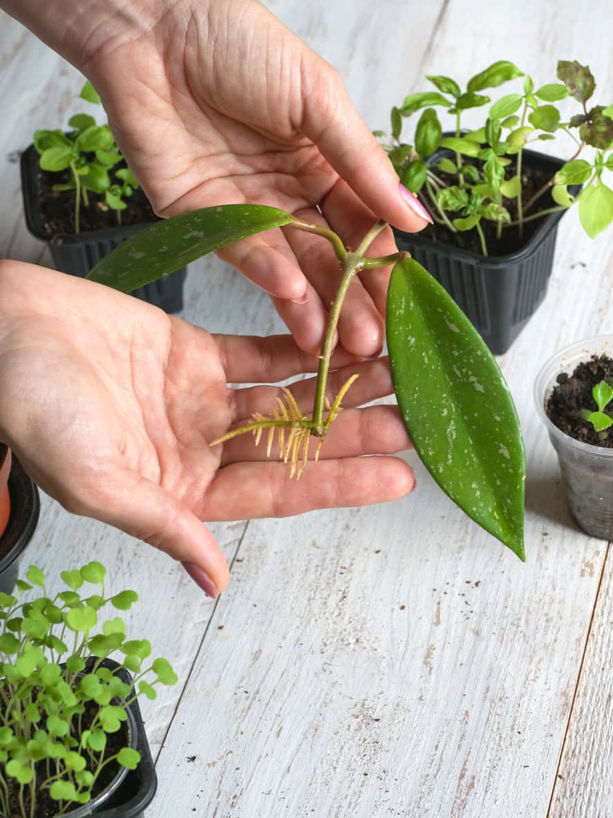 Rooted Cutting 