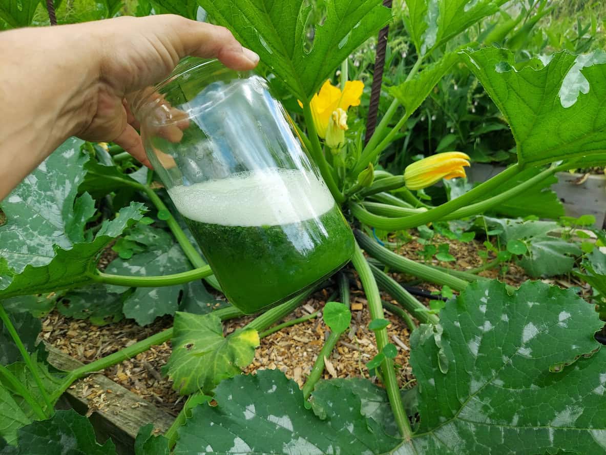 homemade aloe vera fertilizing roots